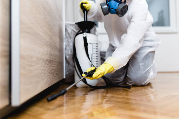 Best Flea Control Services  in Mission, SD