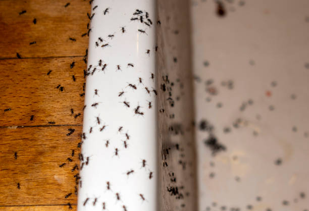 Trusted Mission, SD Pest Control Experts